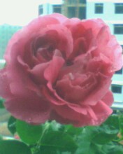 IMG0150A.jpg