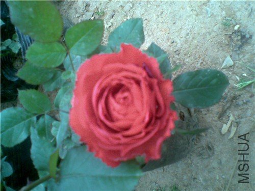20110416(002)_����.jpg