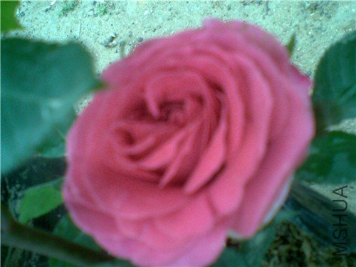 20110416(003)_����.jpg