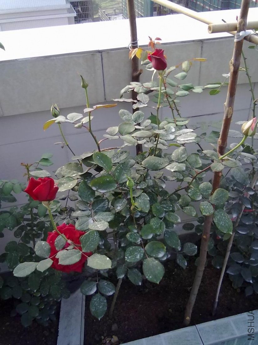 20110410646.jpg