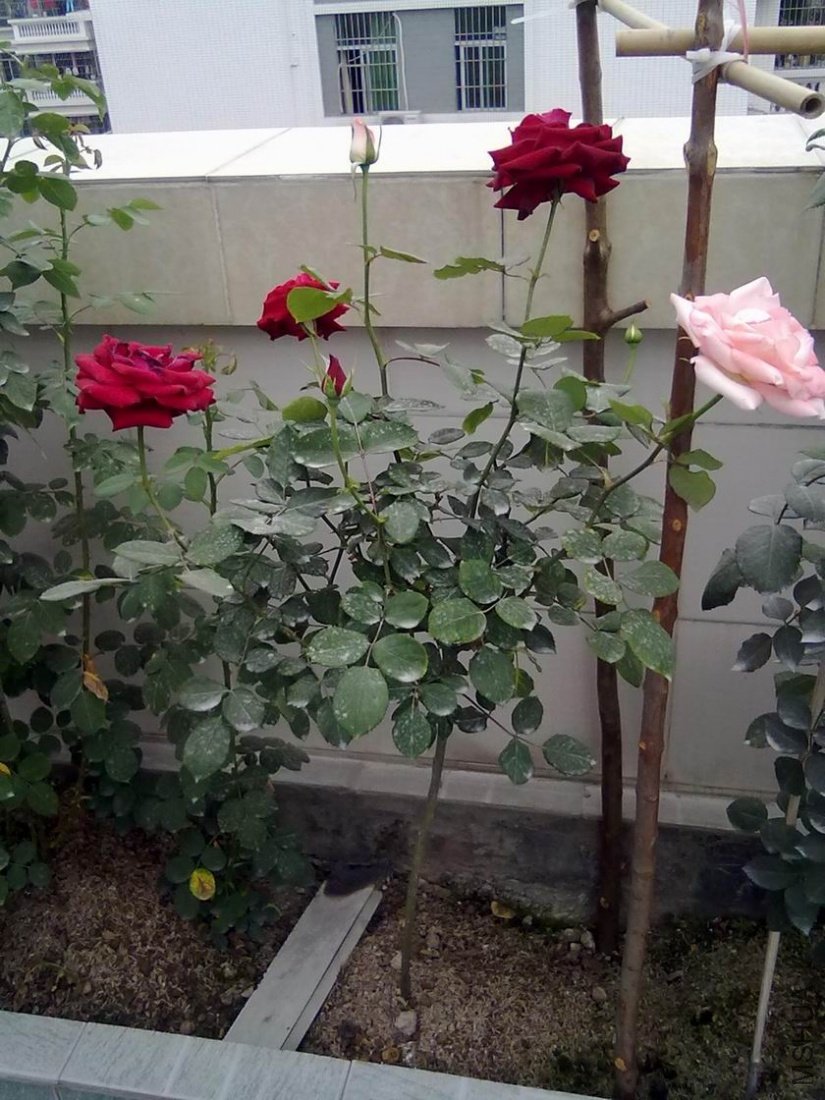 20110416647.jpg