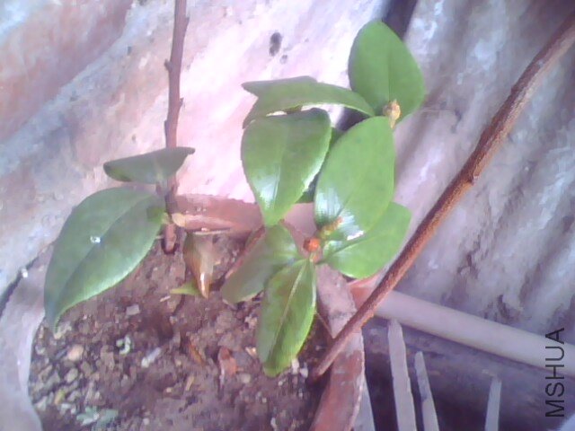 IMG0360A.jpg