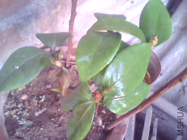 IMG0361A.jpg