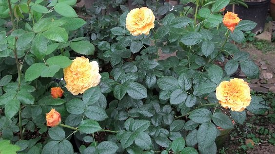 DSCF6097.JPG