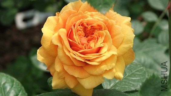 DSCF6160.JPG