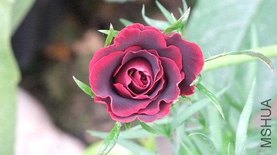 DSCF6222.JPG