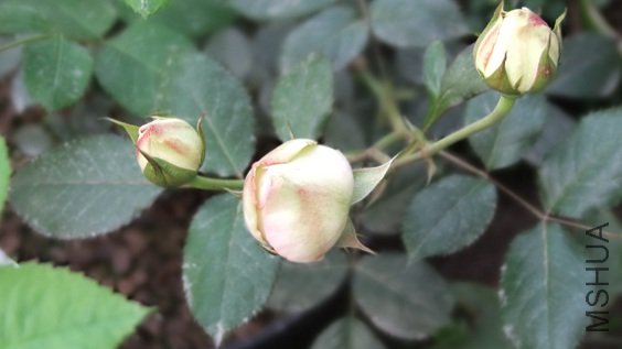 DSCF6207.JPG
