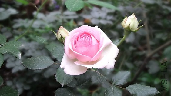 DSCF6316.JPG