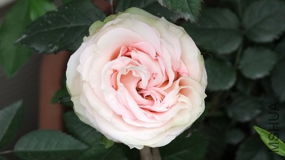 DSCF6223.JPG