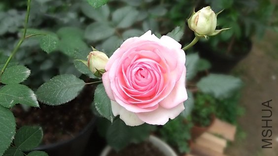 DSCF6359.JPG