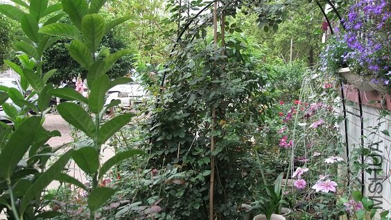 DSCF6251.JPG