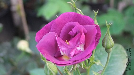 DSCF6198.JPG