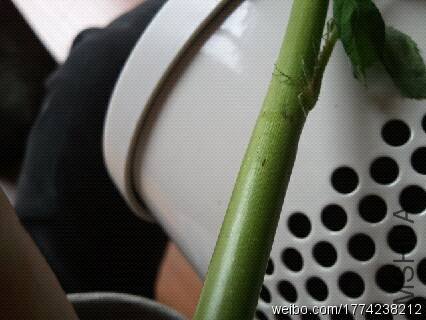 ������ֻ�ܿ�����Щ��ɫ��С�ߵ�
