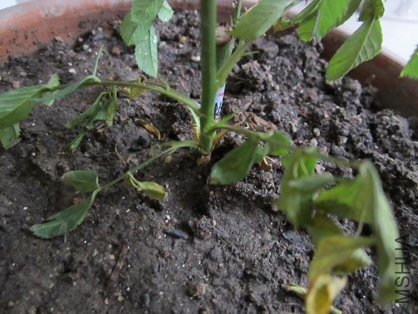 �ݵ���Ҷ��