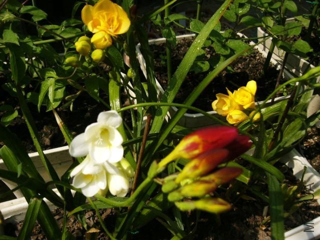 P1190582.jpg