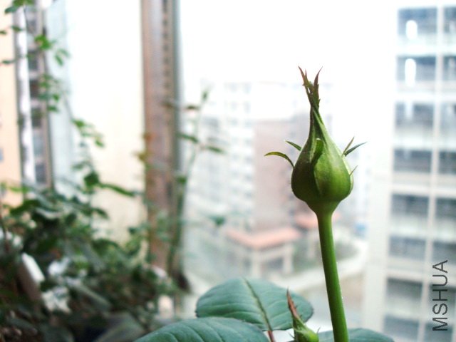 С�ۣ�һ��֦��2����