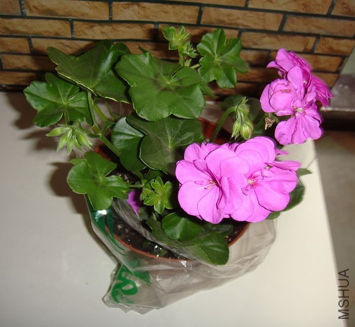 DSC09817.JPG