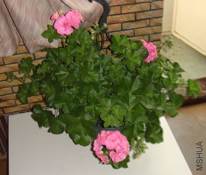 DSC09832.JPG