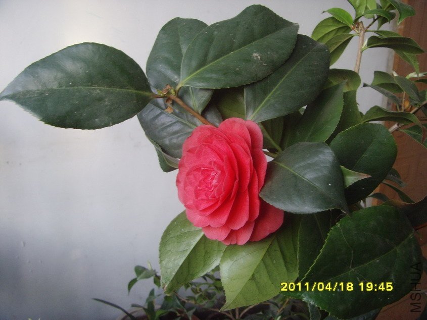 SNV30720_��С��С.JPG
