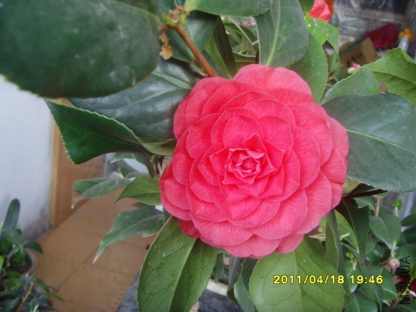 SNV30723_��С��С.JPG