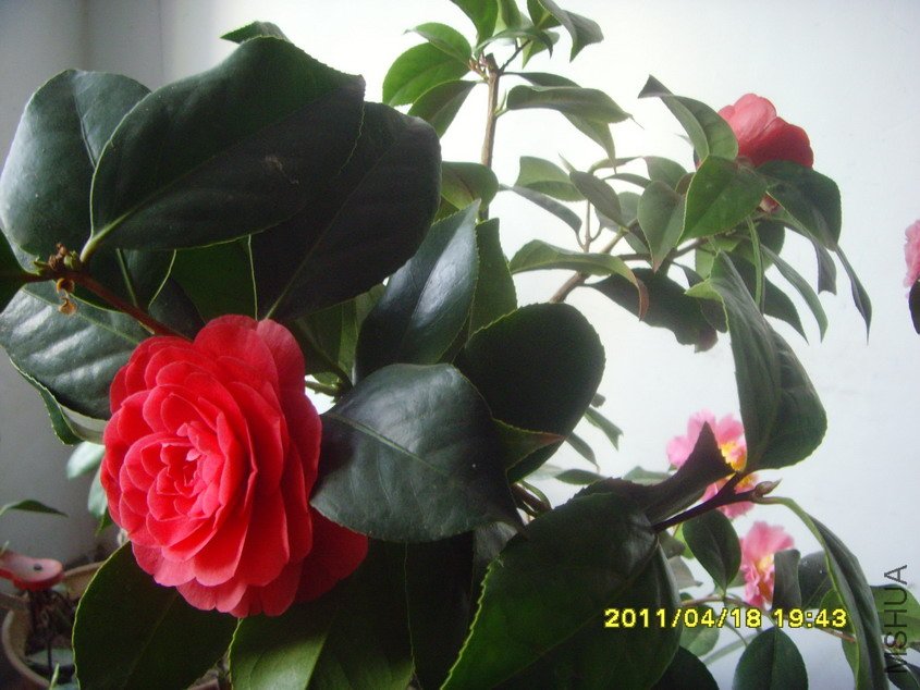 SNV30716_��С��С.JPG