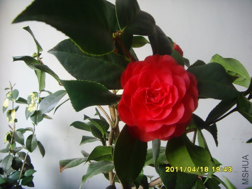 SNV30715_��С��С.JPG