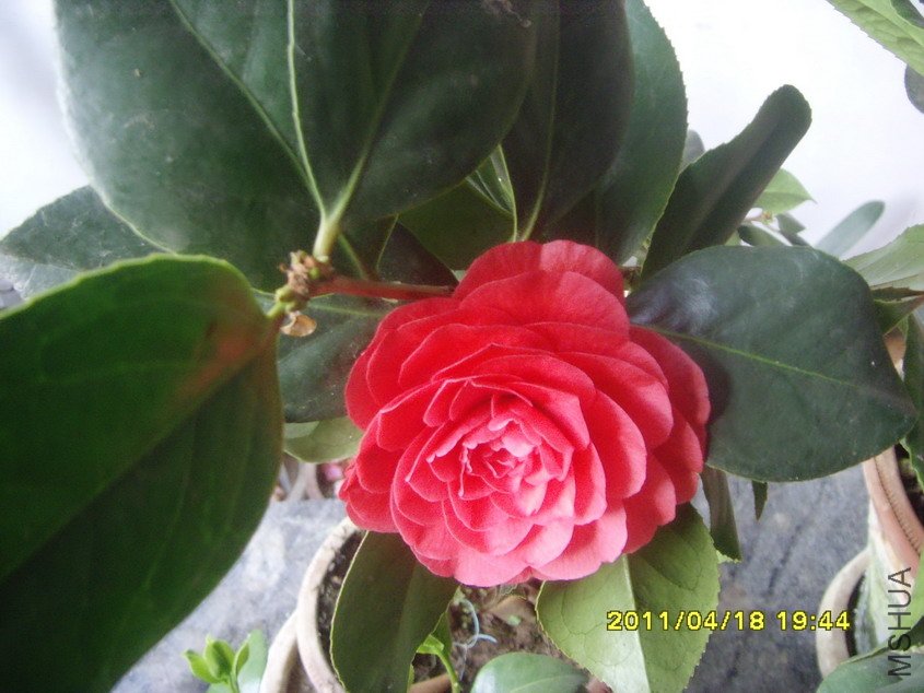 SNV30717_��С��С.JPG