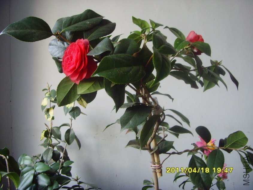 SNV30725_��С��С.JPG