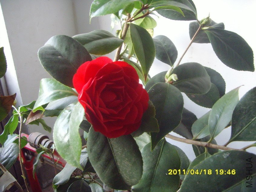 SNV30721_��С��С.JPG