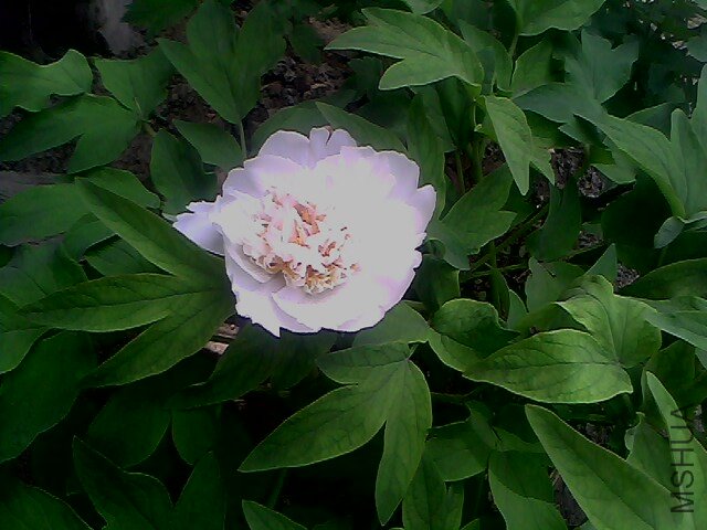 IMG0302A.jpg