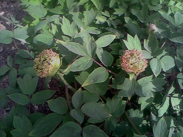 IMG0304A.jpg