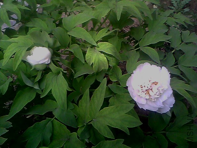IMG0303A.jpg