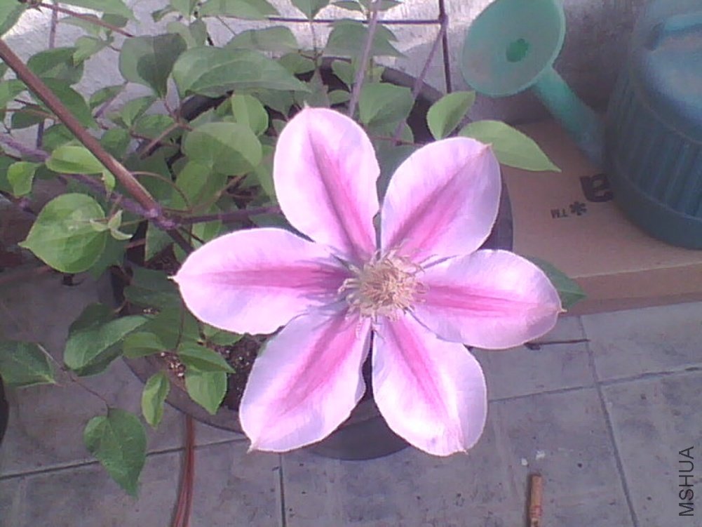 20110418073601.jpg