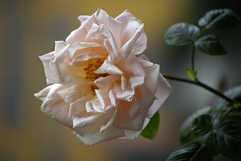 _IGP9788.jpg
