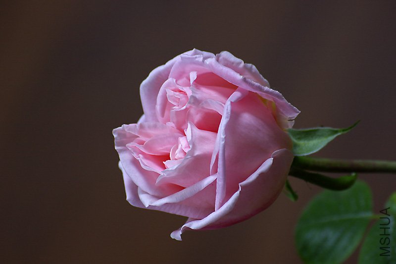 _IGP9779.jpg