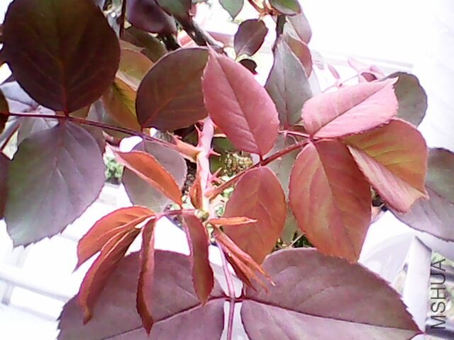 IMG0018A.jpg