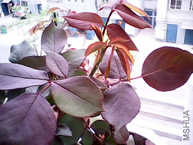 IMG0019A.jpg