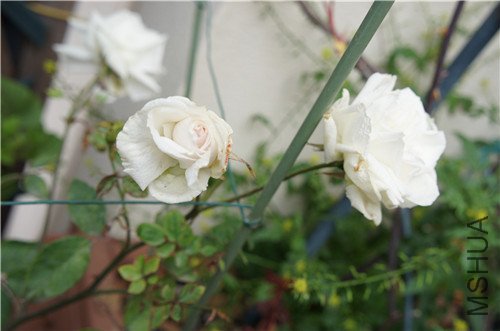 025_����.jpg