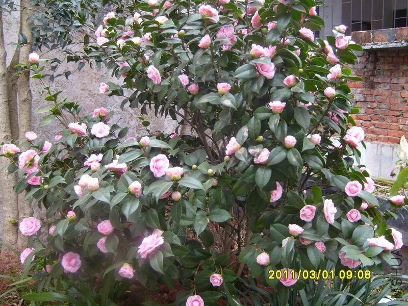 ������С S7002973.JPG