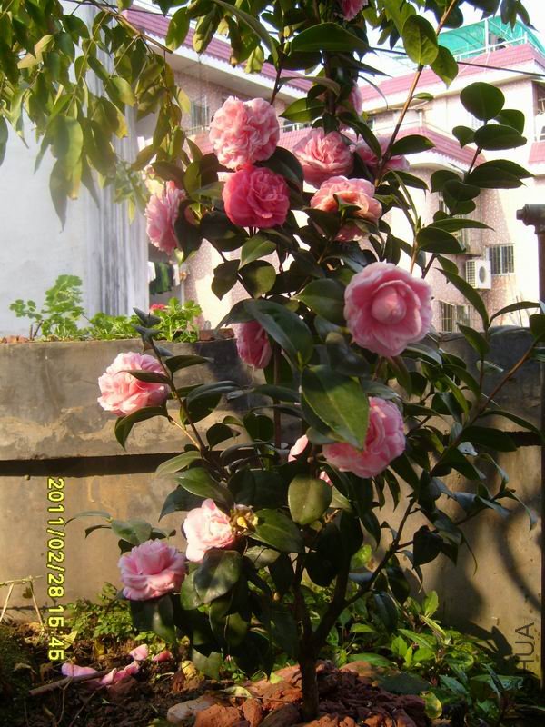 ������С S7002964.JPG