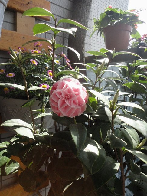 ������С ������С ��ת DSC01235.JPG