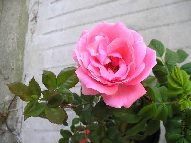 ������С P1010012.JPG