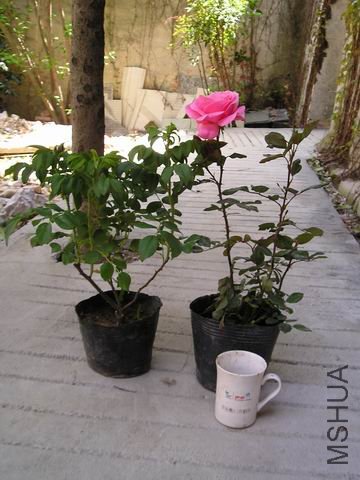 ������С ��ת P1010013.JPG
