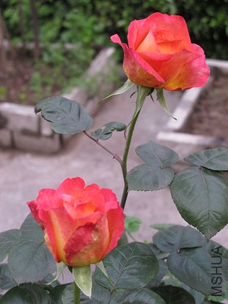 IMG_1715.JPG