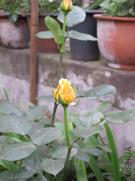 IMG_1719.JPG