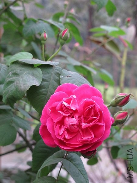 IMG_1723.JPG