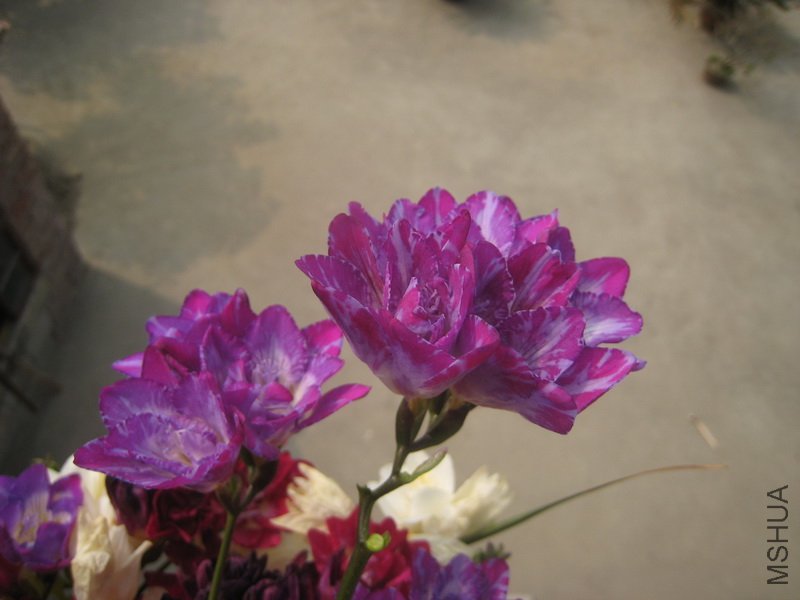 IMG_4584.jpg