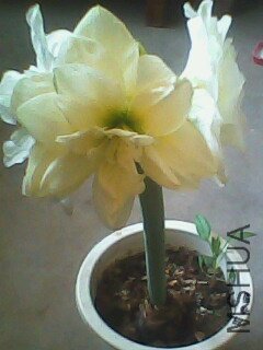 IMG0127A.jpg