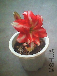 IMG0128A.jpg