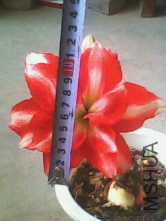 IMG0130A.jpg